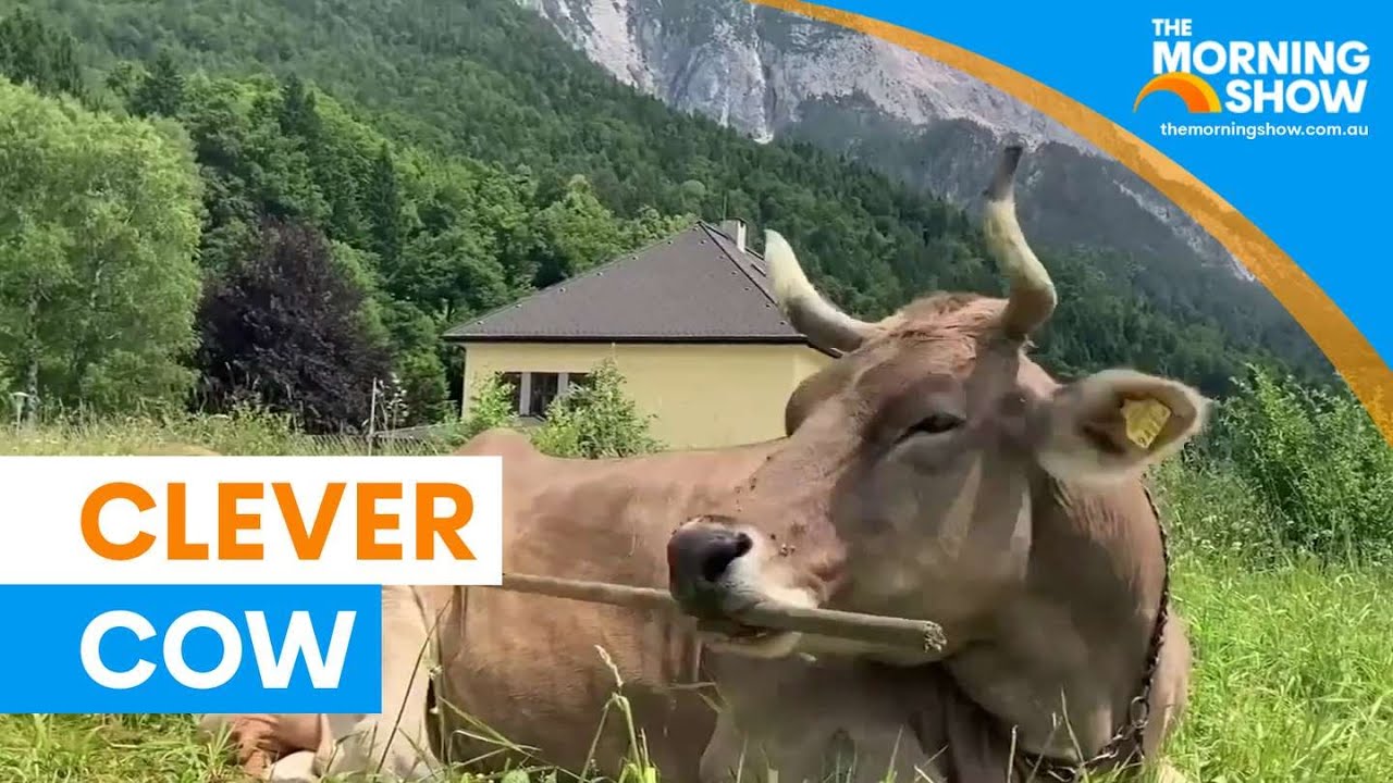 Cow uses tools to scratch herself | The Morning Show