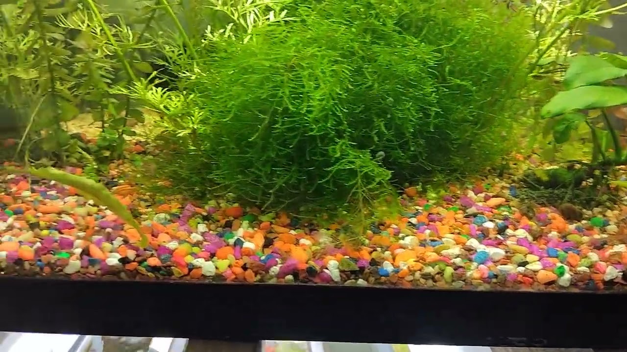 juvenile honey blue eyed rainbow fish