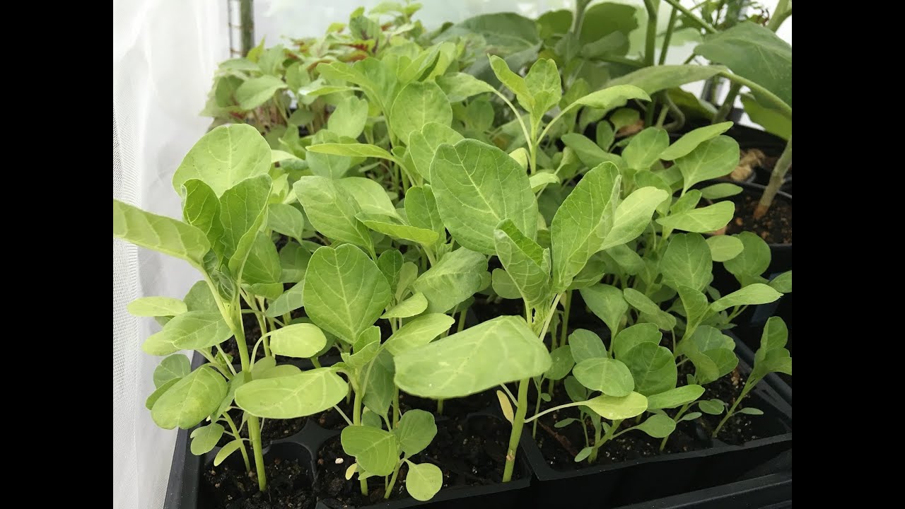 How to start Amaranth seeds