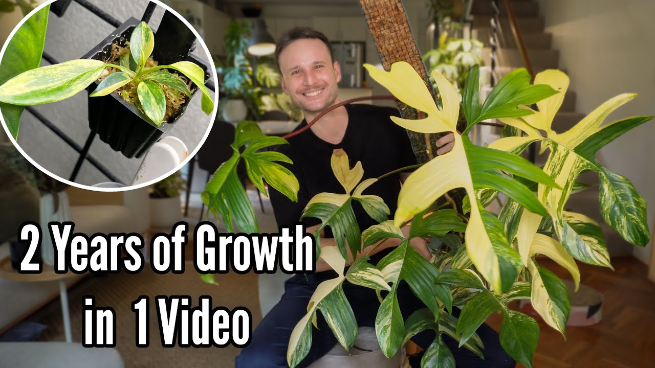 2 Years Growing my Philodendron Florida Beauty