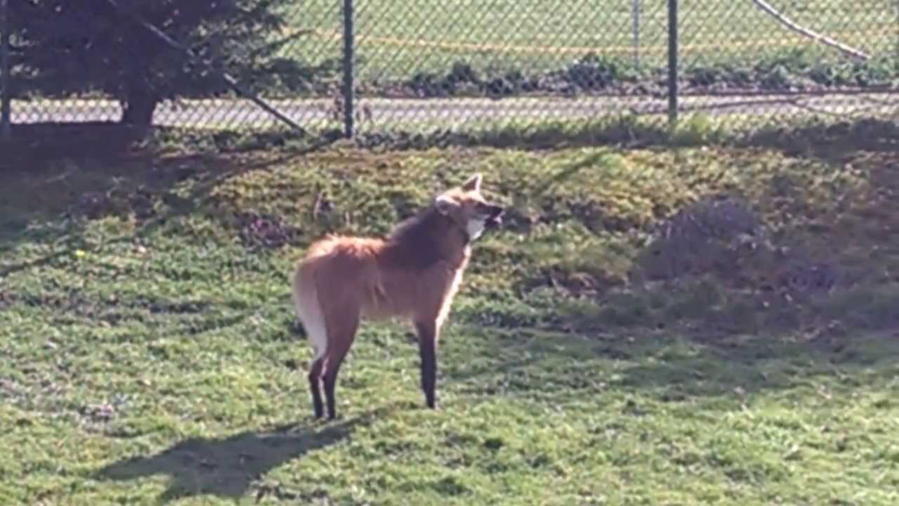 Maned Wolf Makes Some Noise - The Rare 
