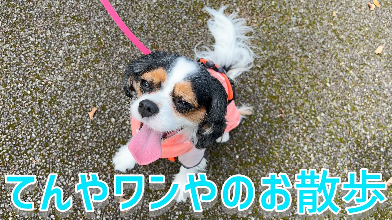 ワーワー騒ぐキャバリア5歳♀(6歳キャバリア)