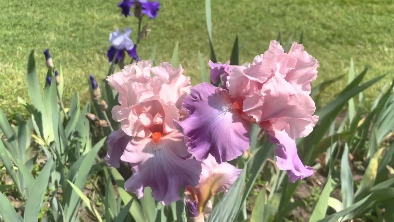My Visit to the Presby Memorial Iris Garden (5/30/22)