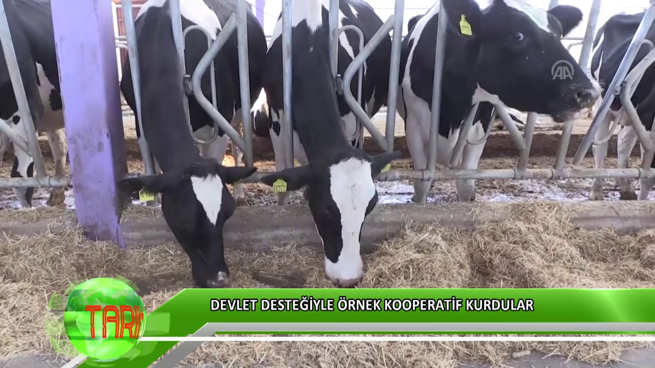 Devlet desteğiyle örnek kooperatif kurdular
