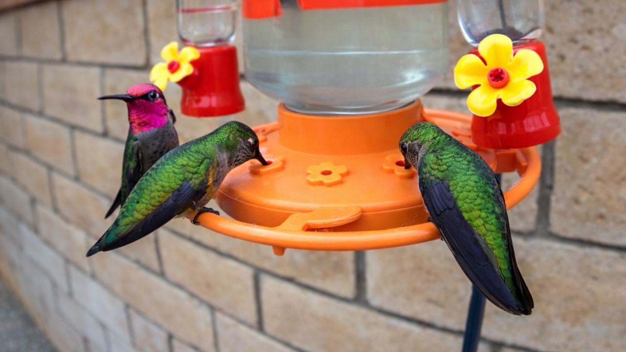 HAPPY Hummingbirds Feeding on Afternoon Nectar | Bird Cam