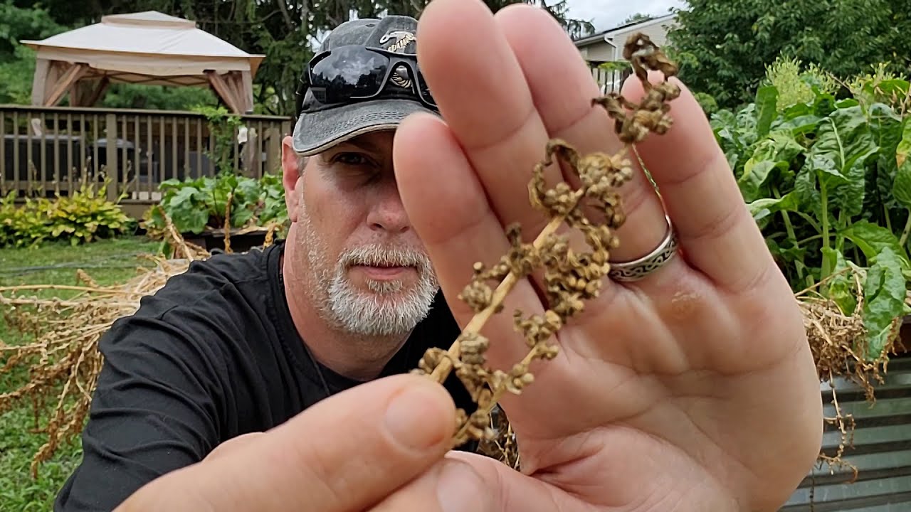How To Save Spinach Seeds