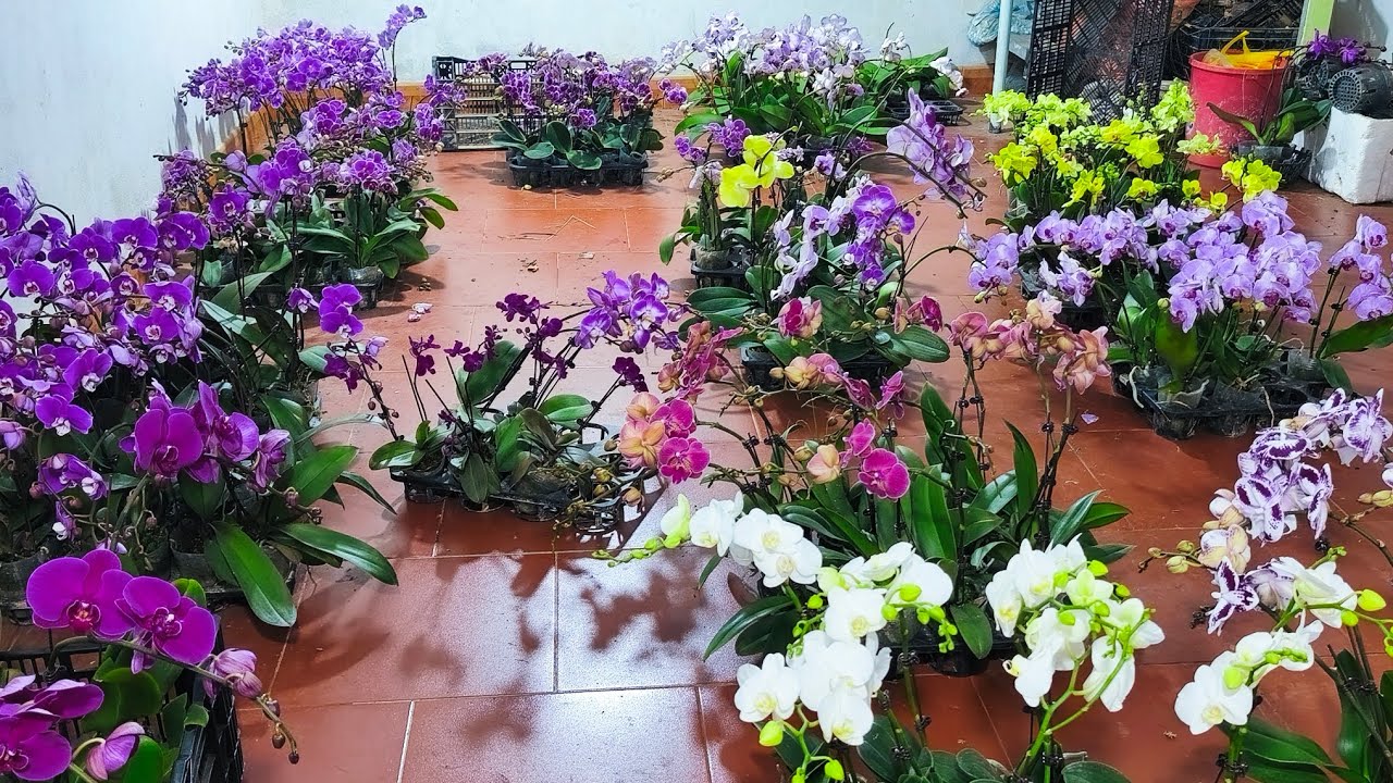 Xả cuối năm hồ điệp,địa lan, đen rô xuân tết..0392598516
