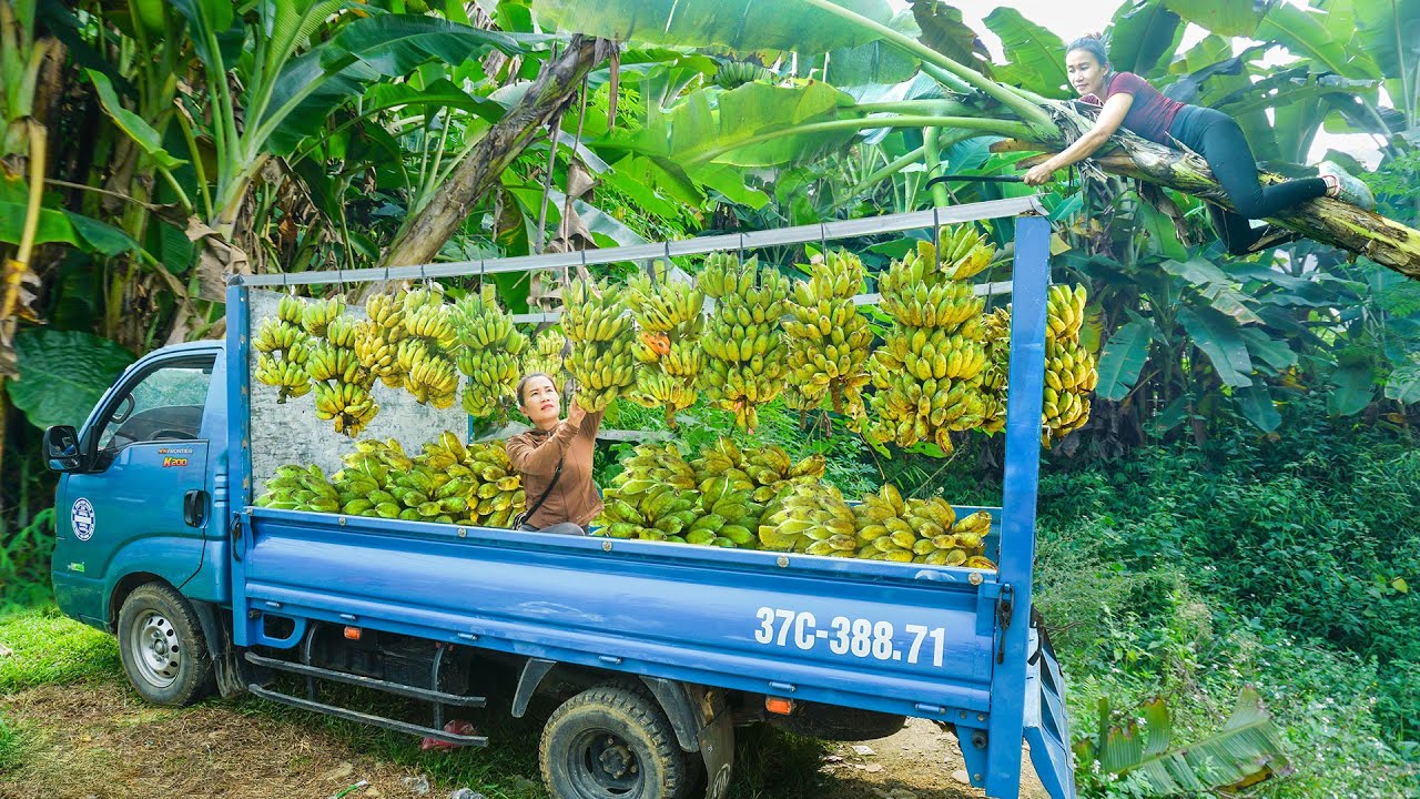 Use Truck To Harvesting Lots Of Banana Goes To Countryside Market Sell - My Farm / Đào