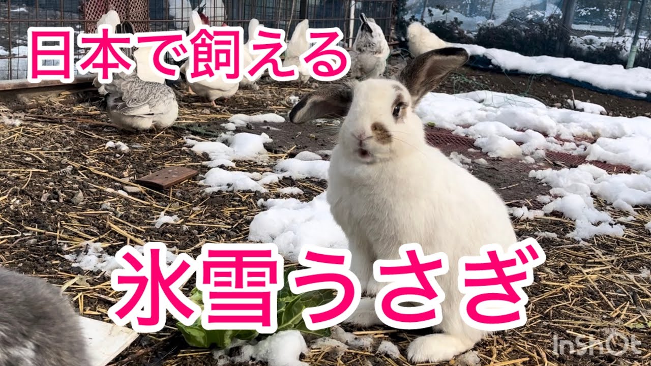【まなうさぎ】氷雪耐寒うさぎのみなさん【外飼放牧】氷点下無酸素生活