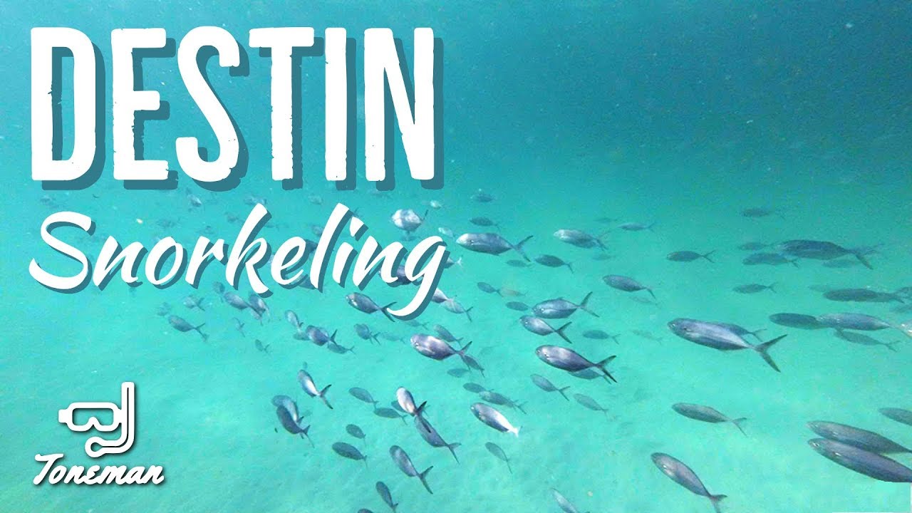 Snorkeling in Destin | Fish Kiss, Huge Stingray and More!