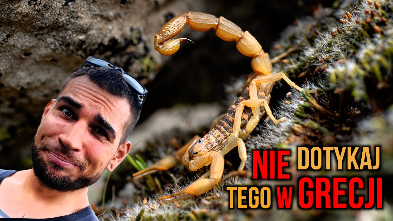 W Grecji UWAŻAJ NA JADOWITE skorpiony!