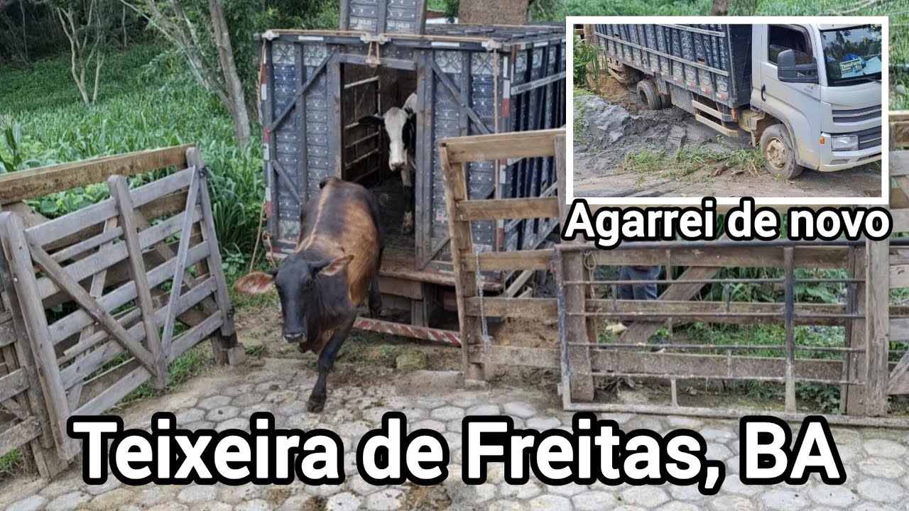 Entrega do gado, Teixeira de Freitas!