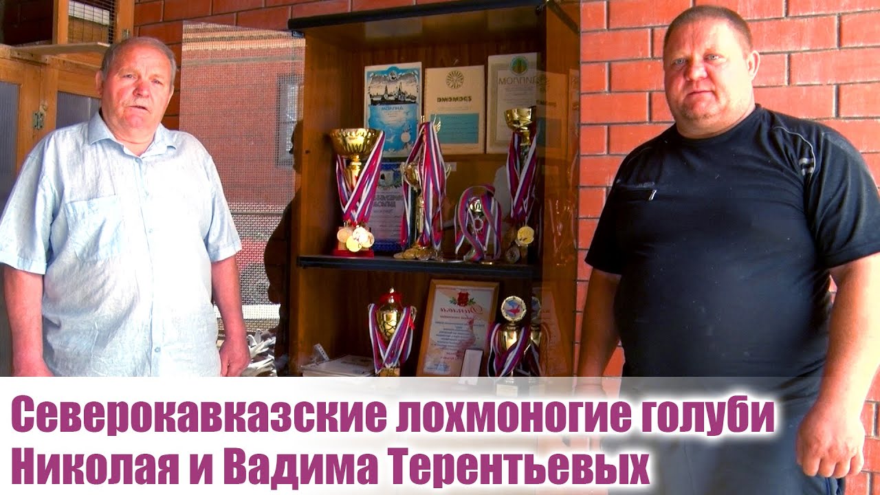 Северокавказские лохмоногие голуби. В гостях у Николая и Вадима Терентьевых.