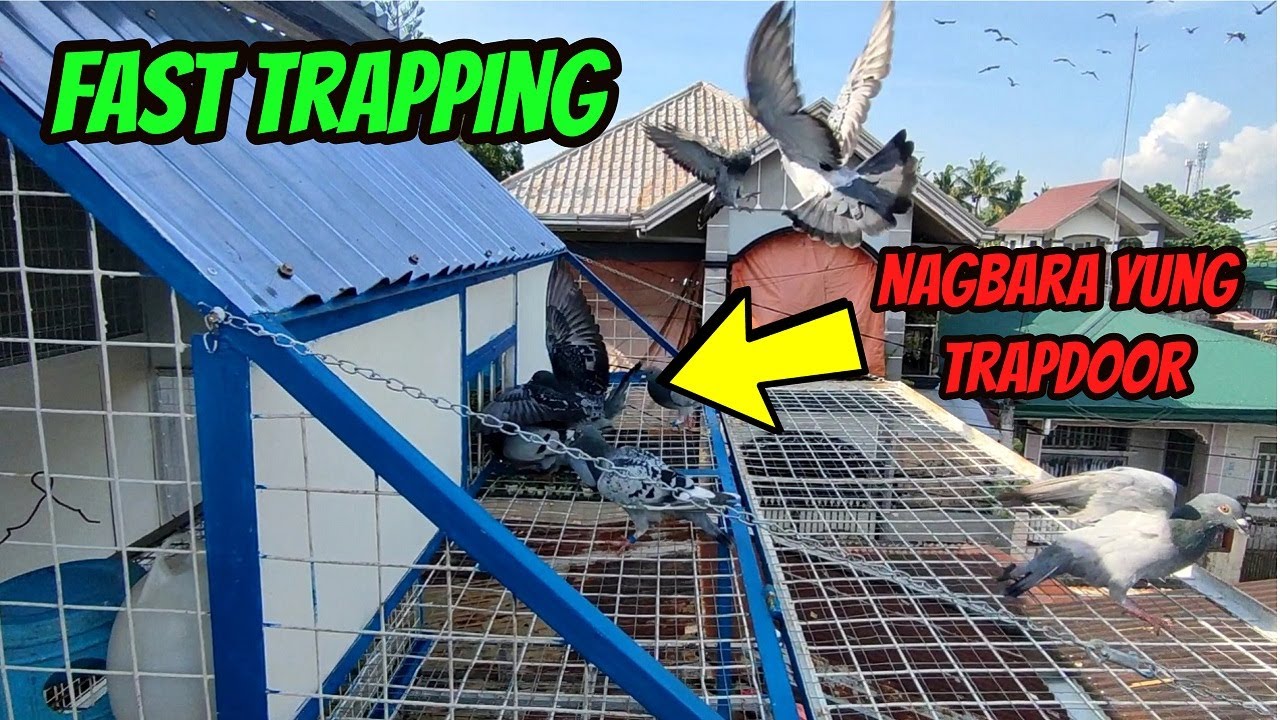 ANG BILIS PUMASOK NG MGA KALAPATI NATIN / FAST TRAPPING