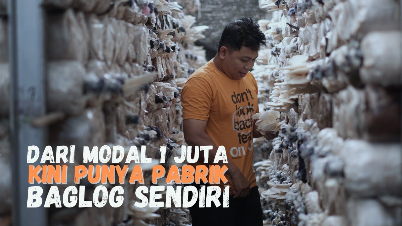 Sukses Usaha Jamur Tiram, Modal 1 Juta sebagai Reseller Kini Punya Pabrik Baglog dan Suplier Jamur