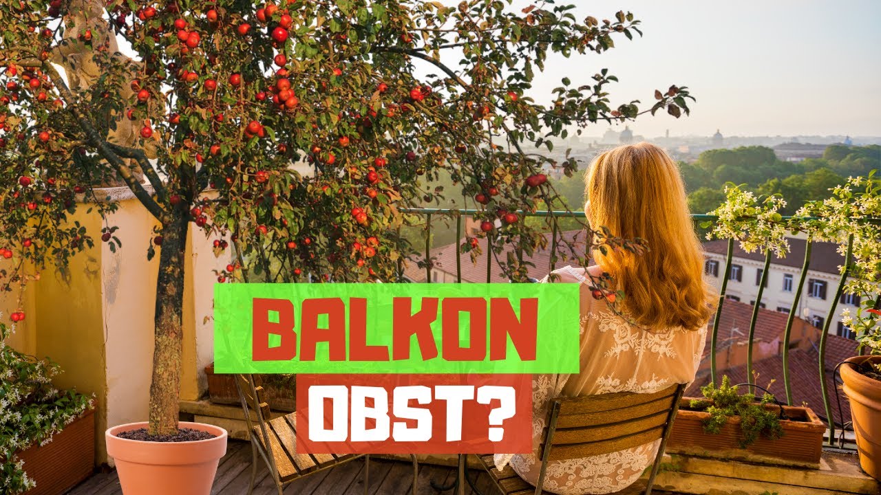 OBST AUF DEM BALKON? Kleine Obstb&auml;ume f&uuml;r Garten, Terrasse & Balkon | S&auml;ulenobst | Zwergobstb&auml;ume