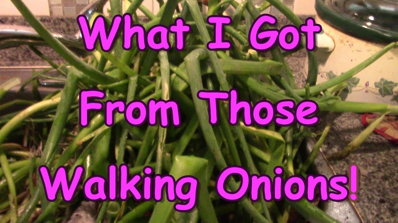 What I Got From those Walking Onions