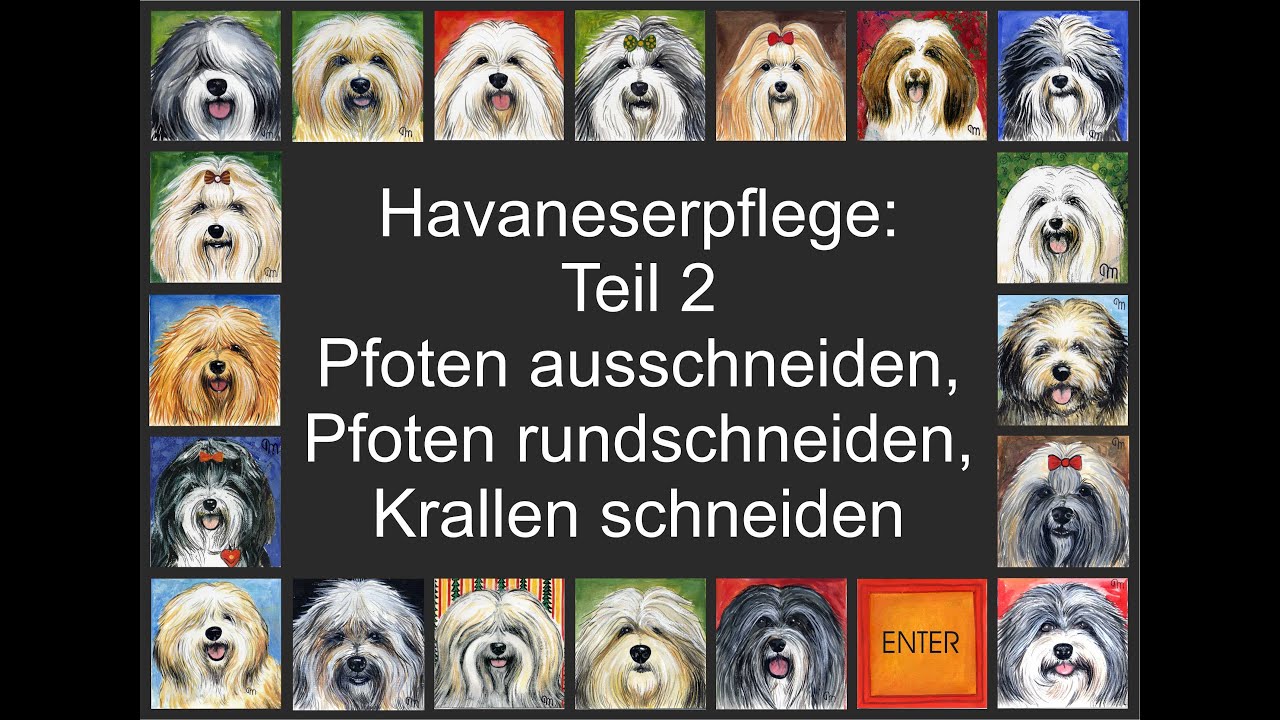 Havaneser - Pflege - Pfoten ausscheren,rund schneiden und Krallen schneiden