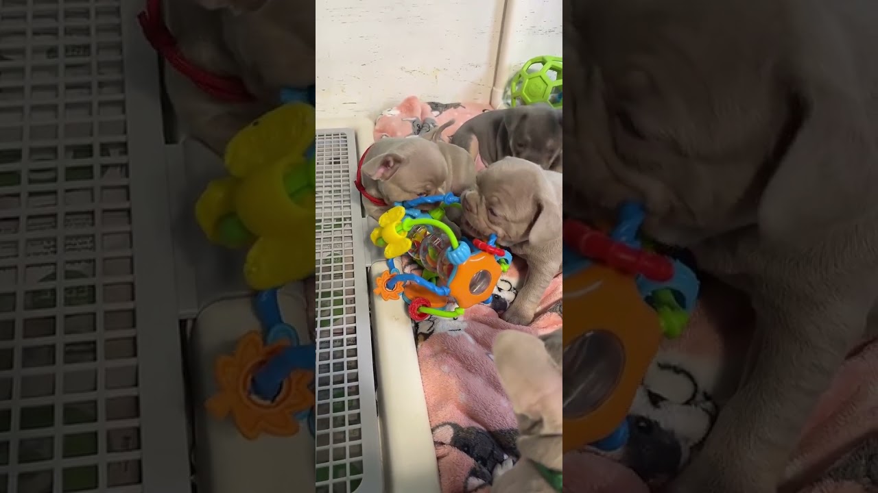 Puppies