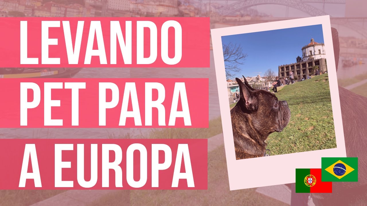 Como trazer o pet braquicefálico para PORTUGAL 🇵🇹 🇧🇷 | Claudia Mora