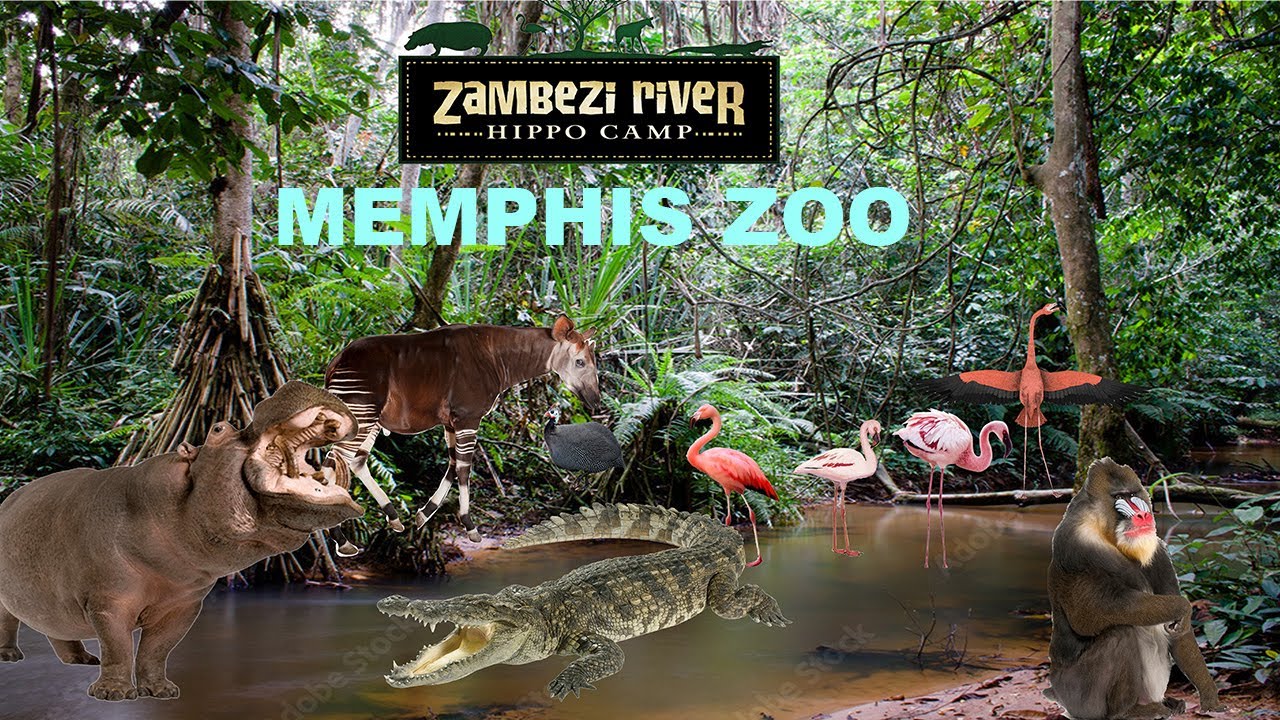 Uncaged Zoo Tours: Zambezi River Hippo Camp|Memphis Zoo ft. Okapis #uncagedzootours