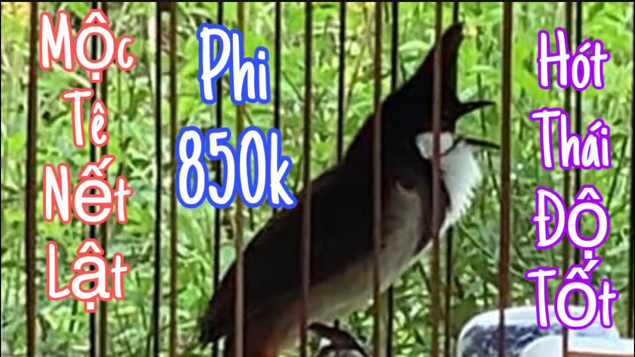 LÔ BỔI VÍP.LÊN CHO AE SIÊU BỔI VIP BUNG XOÈ HẾT BẢN.HÀNG ĐẤU CỰC GẤU.CHO AE KHAI THÁC 