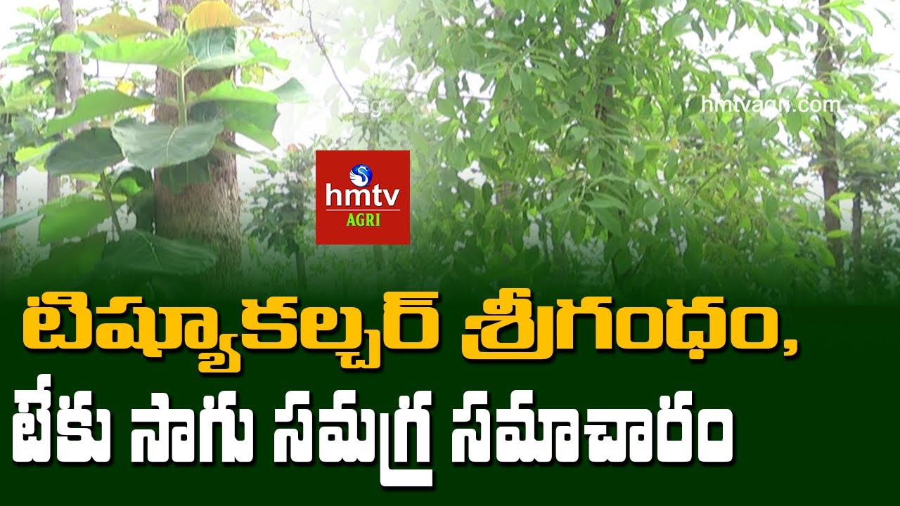 Tissue Culture Teak - Sandalwood Crop Cultivation | hmtv Agri