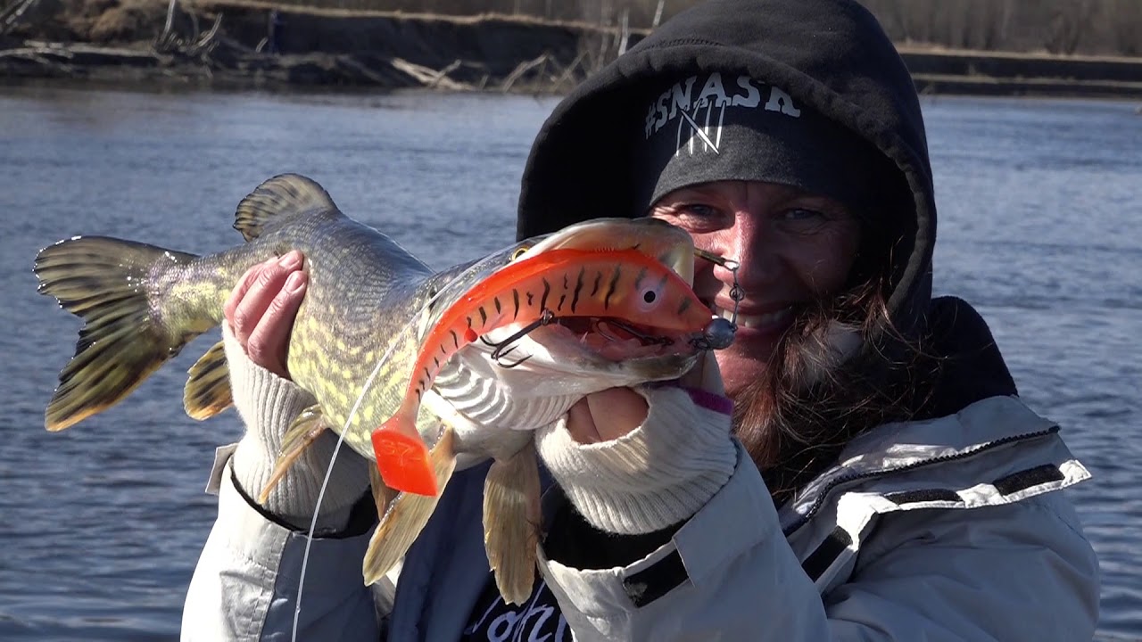 Gjeddefiske i Glomma-fisken var på HUGGET