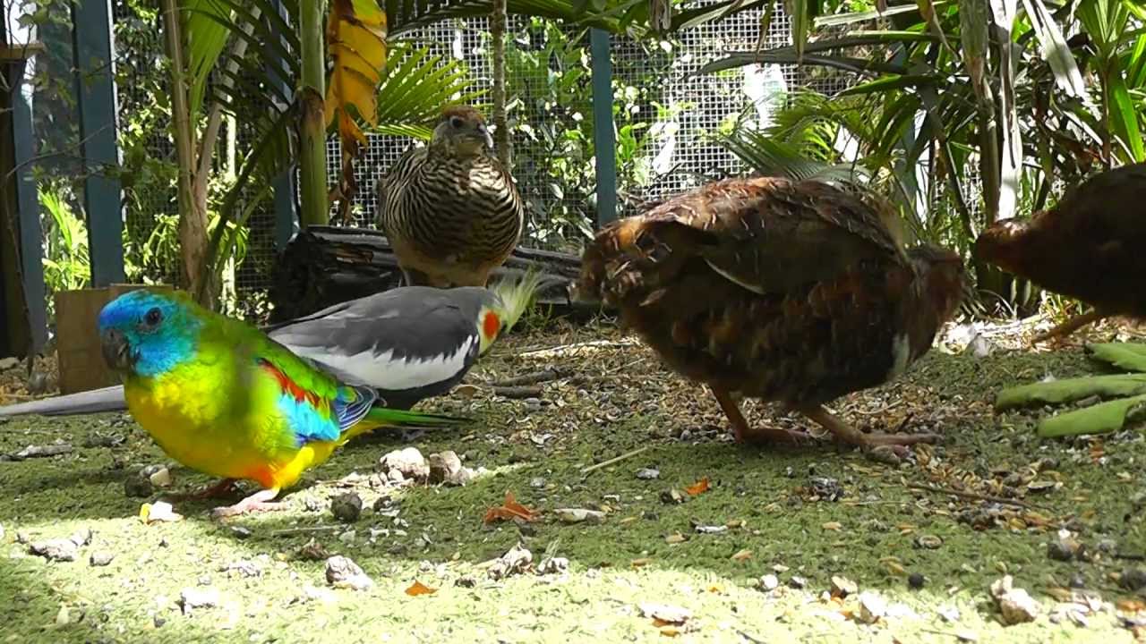 Turquoisine, Cockatiel, Quail, Pheasant up close and personal @ The Pheasantasiam