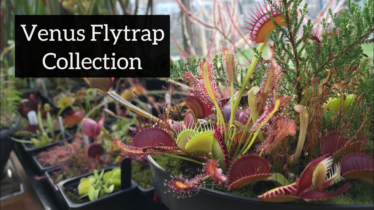 Venus Flytrap Collection | Dionaea muscipula