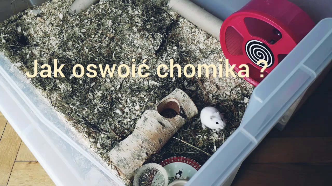 Jak oswoić chomika?