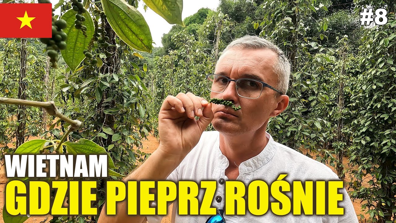 #8 Jak naprawdę rośnie pieprz? Sprawdzam na farmie w Wietnamie!