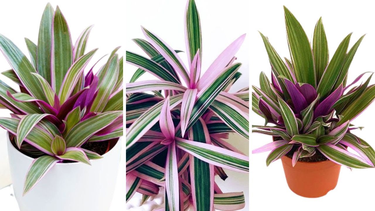 Tradescantia Spathacea propagation | Rhoeo Plant Care and Grow | Oyster plant | Moses in the Cradle