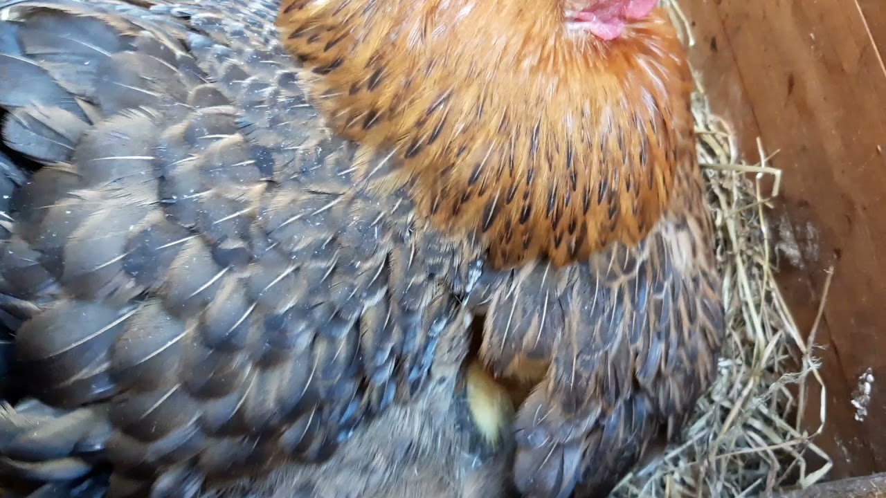 Hatching a duckling under a broody hen