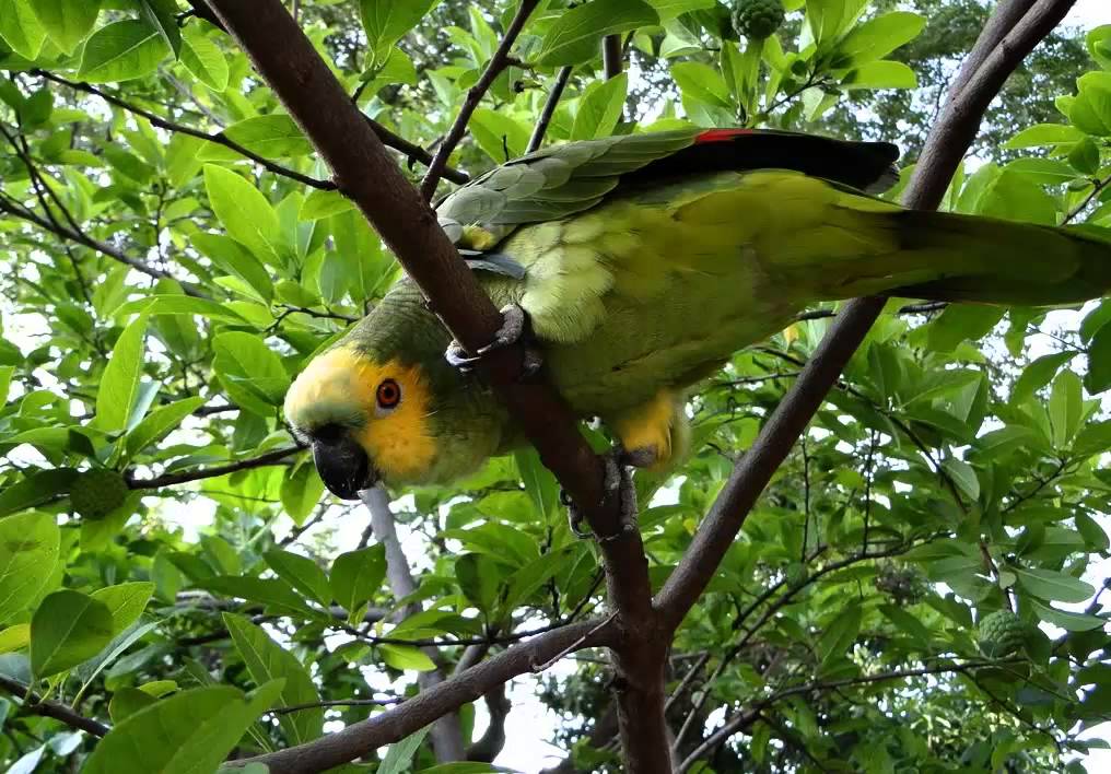 Loro Hablador Cantando Sonido para Llamar El Mejor