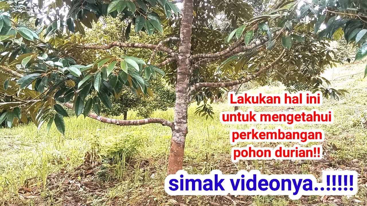 Pengecekan ruti pohon durian