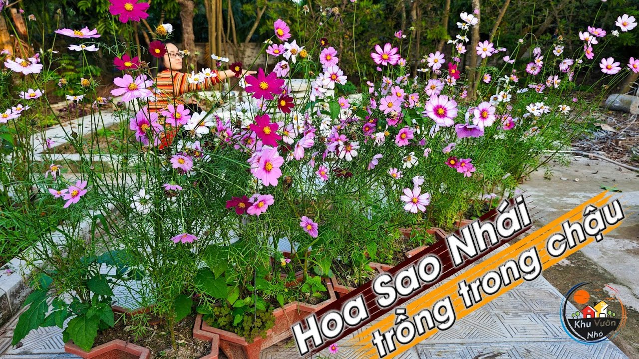 Hướng dẫn cách trồng Hoa Sao Nhái trong chậu bằng cách gieo hạt