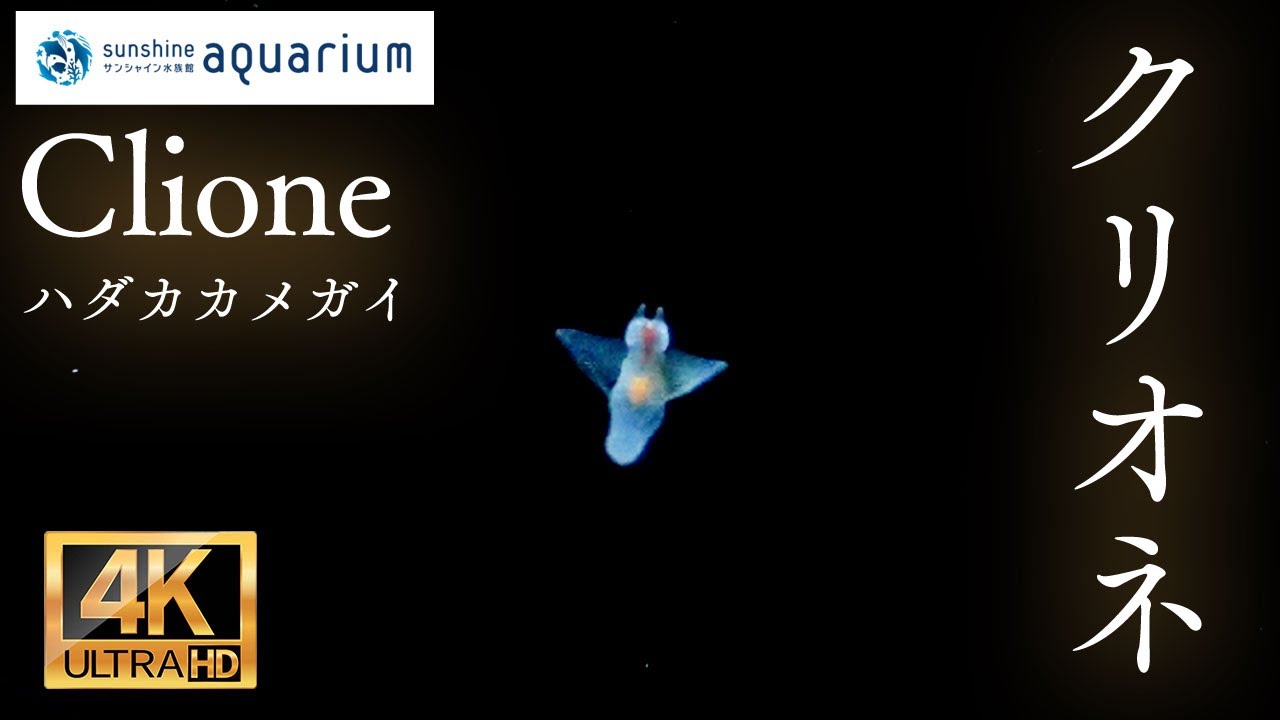 【4K】クリオネ(ハダカカメガイ)(Clione Sunshine Aquarium Tokyo Japan)