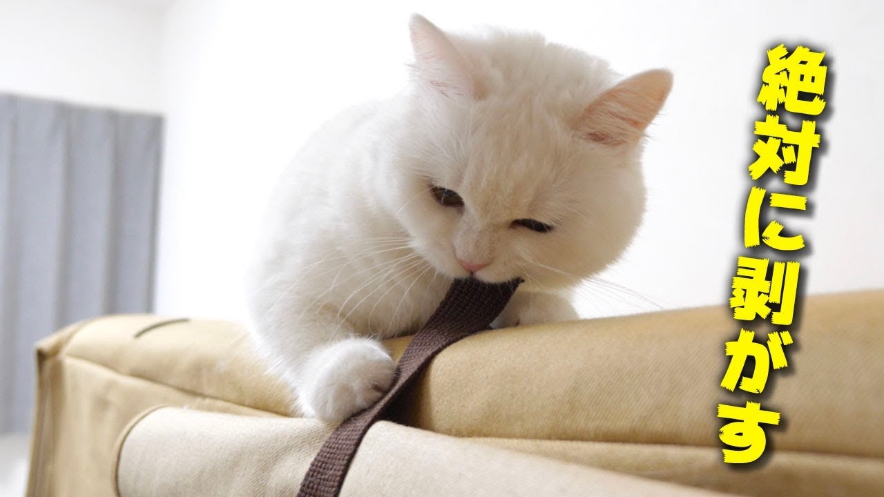 何度戻してもバリバリを剥がしてくる猫！