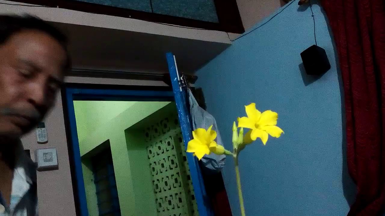 Pachypodium Pollination .