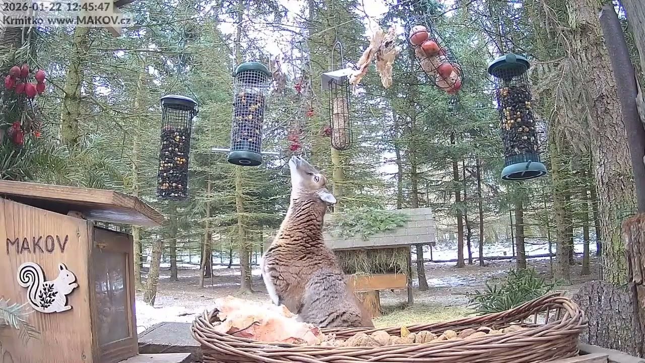 Mufinka dostala chuť na suchou větev, a taky na jeřabinky, tak šup na zadní a natahuje se