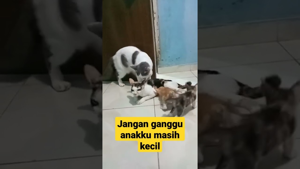 Kucing Kawin Tapi Anak masih kecil