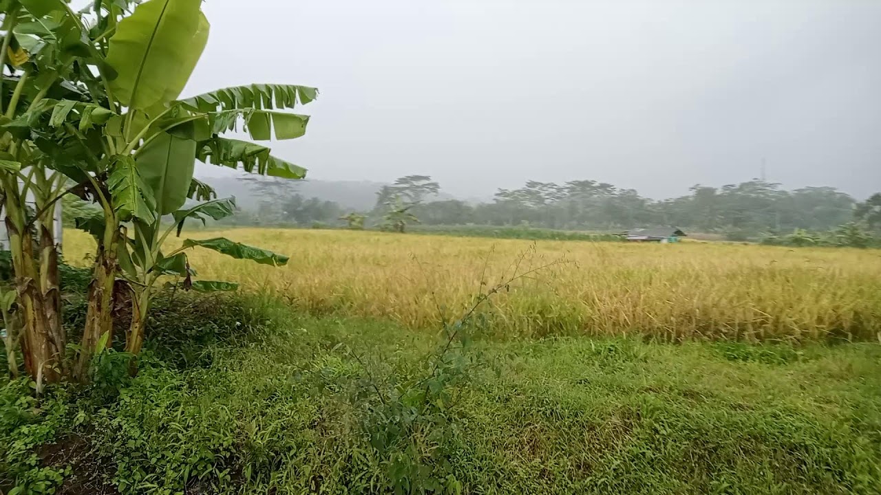 drizzling rain in a beautiful village with beautiful views of rice fields