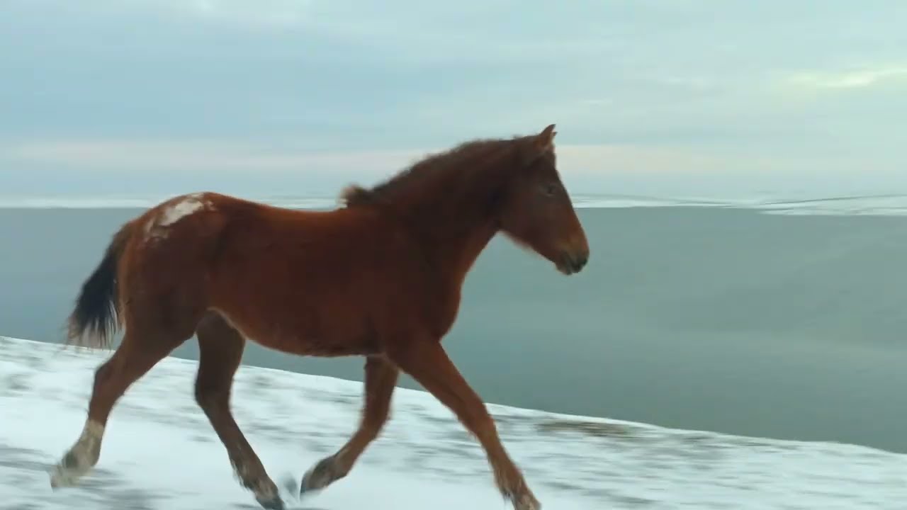 Foal 🐴 gallops behind on snowy road above a lake / Жеребёнок 🐎 скачет сзади по заснеженной дороге +