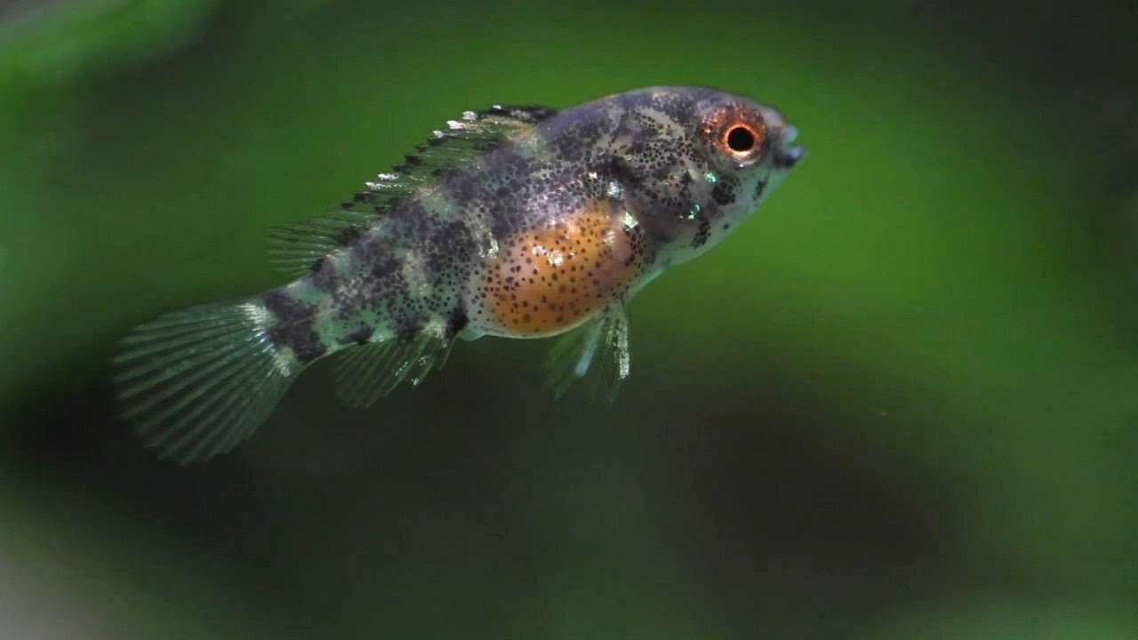 The Apistogramma Diaries (Chapter 1) Breeding, Aggression, Fry Stealing, Sexing, and More.