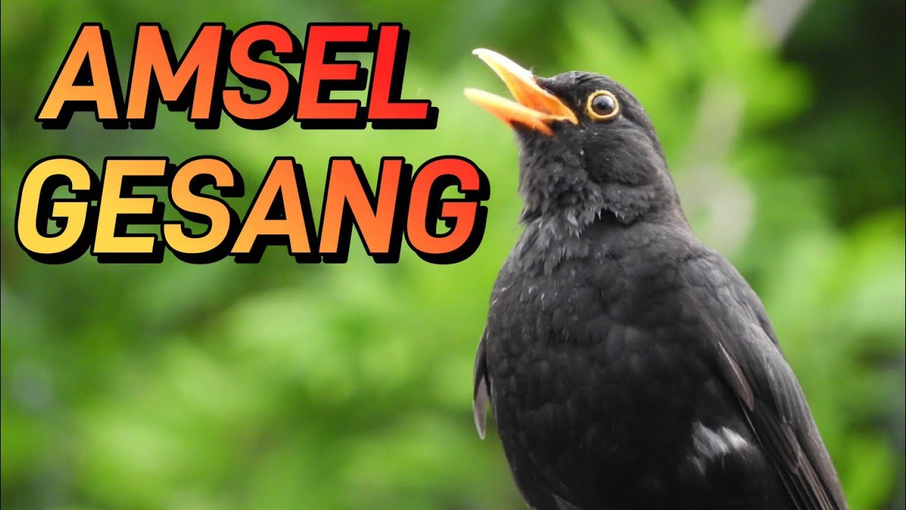 Amsel Gesang 🍀 Entspannung Naturger&auml;usche - Vogelstimmen im Wald 🍀 Die sch&ouml;nsten Vogelstimmen