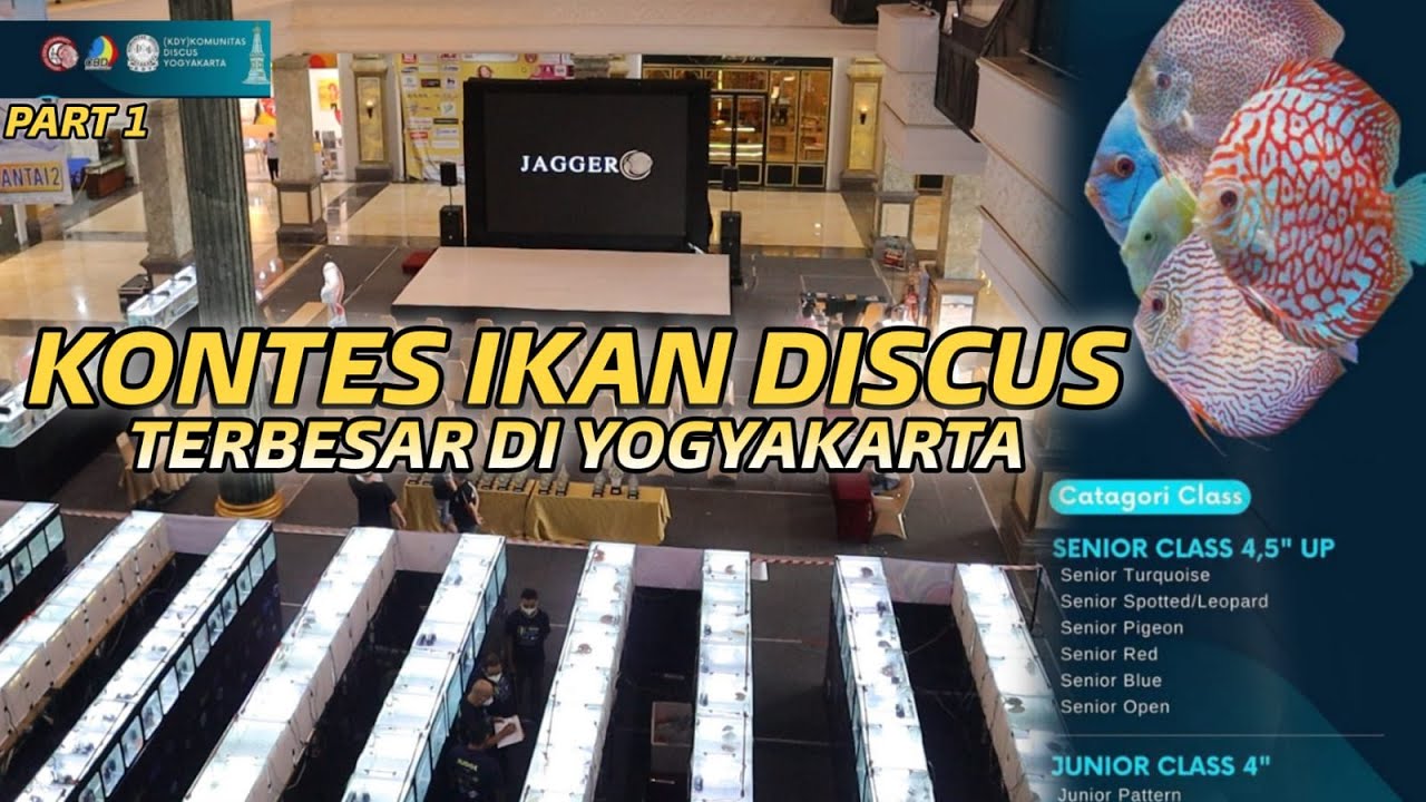 IKUT KONTES IKAN DISCUS, TERBESAR DI YOGYAKARTA !!! PART1