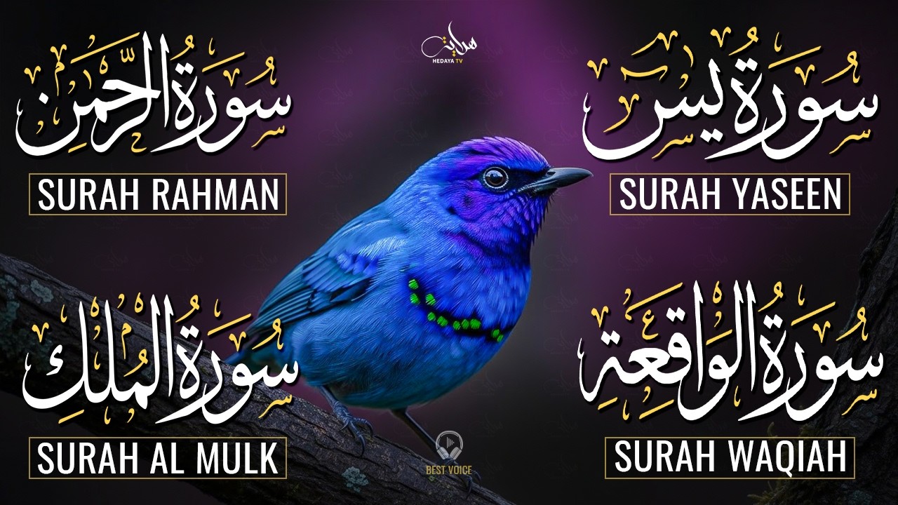 The Best Recitation Surah Yaseen (Yasin) | Surah Rahman | Surah Waqiah | Surah Mulk