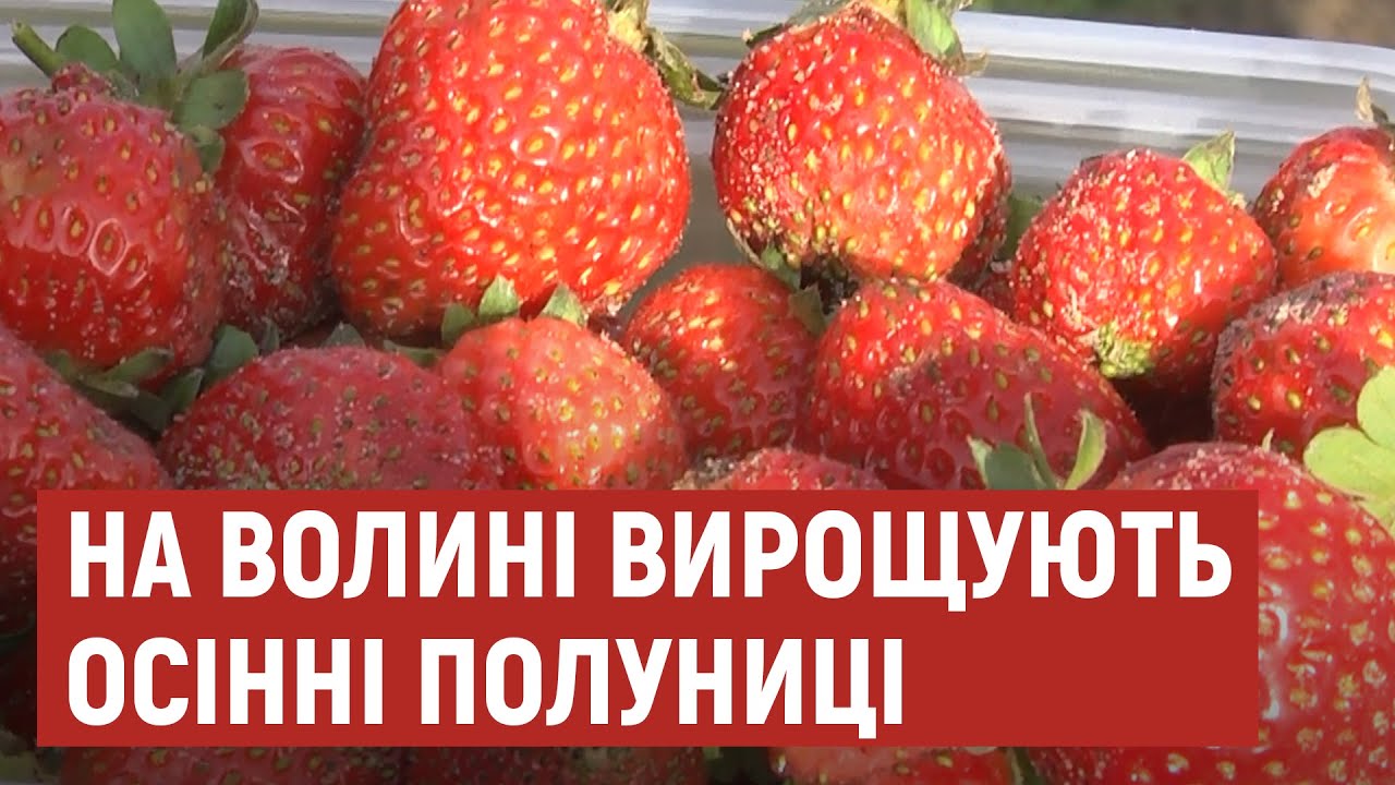На Волині збирають врожай осінньої полуниці