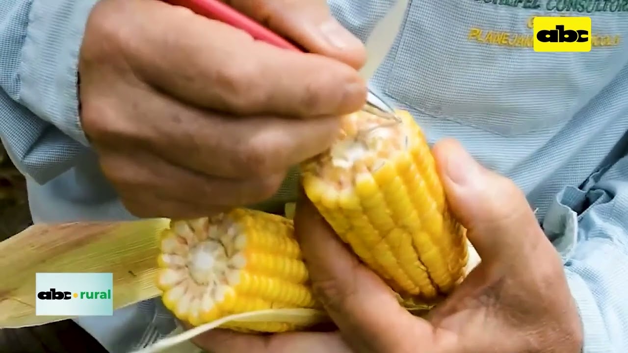 Madurez ideal para cosecha de maíz para ensilado